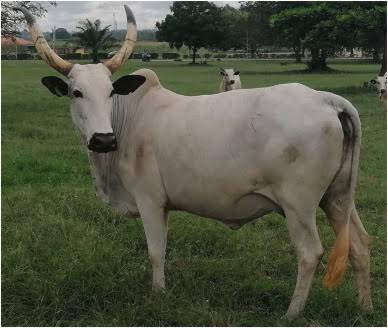 PURE HAUSA BREEDS: UNLOCKING THE VALUE OF RISK AND EXPERIENCE